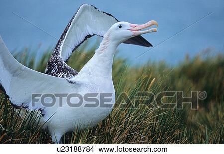Wandering Albatross (Diomedea Exulans) walking in between tussock grass. Prion Island, South Georgia, Subantarctic, Southern Ocean. View Large Photo Image Picture - Wandering Albatross (Diomedea Exulans) walking in between tussock grass. Prion Island, South Georgia, Subantarctic, Southern Ocean.. Fotosearch