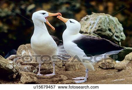 Wandering Albatross (Diomedea Exulans) courting. Prion Island, South Georgia, Subantarctic, Southern Ocean. View Large Photo Image Stock Photo - Wandering Albatross (Diomedea Exulans) courting. Prion Island, South Georgia, Subantarctic, Southern Ocean.. Fotosearch