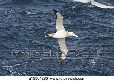 Stock Photography - Wandering albatross (Diomedea exulans) on the wing in the Drake Passage between the tip of South America and the Antarctic Peninsula, southern ocean.. Fotosearch