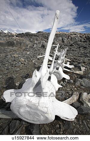 Weathered whale vertebrae on Jougla Point near the old British Whaling Station at Port Lockroy on Weincke Island, Antarctica. View Large Photo Image Picture - Weathered whale vertebrae on Jougla Point near the old British Whaling Station at Port Lockroy on Weincke Island, Antarctica.. Fotosearch