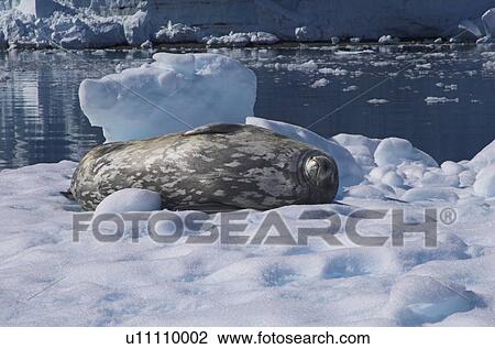 Stock Image - Weddell seal (Leptonychotes weddelli) at rest on ice floe, Paradise Bay, Antarctic Peninsula. Fotosearch