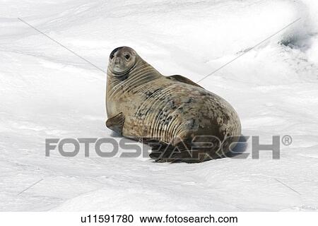 Weddell seal (Leptonychotes weddellii) hauled out on ice near the Antarctic Peninsula. View Large Photo Image Stock Image - Weddell seal (Leptonychotes weddellii) hauled out on ice near the Antarctic Peninsula.. Fotosearch