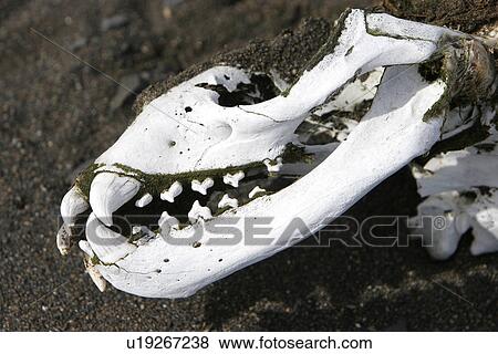 Stock Photo - Weddell seal (Leptonychotes weddellii) skull (note the cusped teeth) on the beach near the Antarctic Peninsula. Weddell seals used to be hunted as food for dog sled teams.. Fotosearch