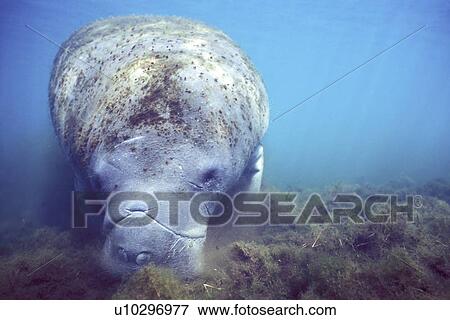 West Indian Manatee (Trichechus manatus) Adult foraging. Homosassa Springs, Florida, USA. (rr) View Large Photo Image Stock Photo - West Indian Manatee (Trichechus manatus) Adult foraging. Homosassa Springs, Florida, USA. (rr). Fotosearch