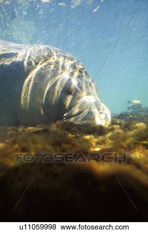 West Indian Manatee (Trichechus manatus) Adult grazing. Homosassa Springs, Florida, USA. (rr) View Large Photo Image Stock Photo - West Indian Manatee (Trichechus manatus) Adult grazing. Homosassa Springs, Florida, USA. (rr). Fotosearch
