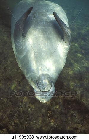 Stock Photo - West Indian Manatee (Trichechus manatus) Adult belly-up in Homosassa Springs, Florida, USA.. Fotosearch