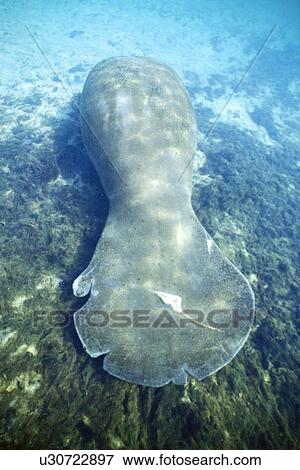 West Indian Manatee (Trichechus manatus) Adult resting (note propeller scars on tail) Homosassa Springs, Florida, USA. View Large Photo Image Stock Photo - West Indian Manatee (Trichechus manatus) Adult resting (note propeller scars on tail) Homosassa Springs, Florida, USA.. Fotosearch