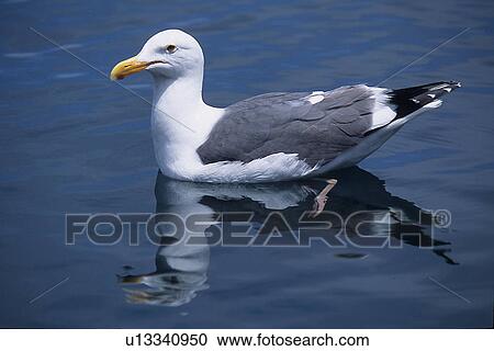 Western gull (Larus occidentalis) sitting on water, Monterey Bay, California, USA View Large Photo Image Stock Image - Western gull (Larus occidentalis) sitting on water, Monterey Bay, California, USA. Fotosearch