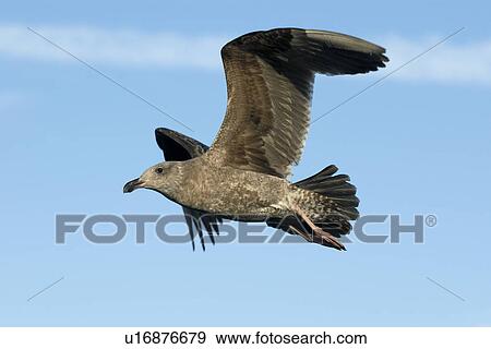 Stock Photo - Western gull (Larus occidentalis) flying. National marine sanctuary, Monterey bay, California Pacific ocean, USA.. Fotosearch