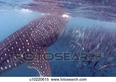 Stock Photography - Whale shark (Rhincodon typus) feeding amongst Mackerel bait ball, Sea of Cortez, Mexico. Fotosearch