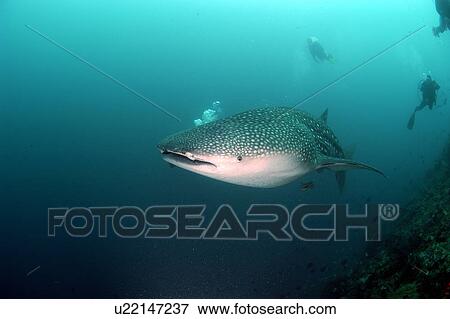 Stock Photo - Whale Shark (Rhincodon typus). Malaysia. Fotosearch