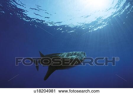 Stock Image - Whale Shark (Rhincodon typus) young in deep water off Lanai, Hawaii, USA. Pacific Ocean.. Fotosearch