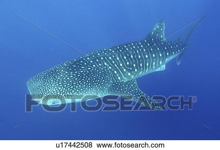 Stock Photo - Whale Shark (Rhinicodon Typus) Seychelles, Indian Ocean. Fotosearch