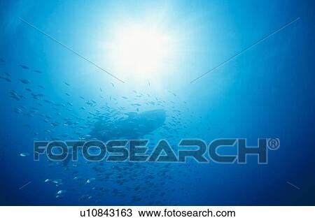 Whale shark (Rhyncodan typus) and fish silhouette. Seychelles. View Large Photo Image Stock Image - Whale shark (Rhyncodan typus) and fish silhouette. Seychelles.. Fotosearch