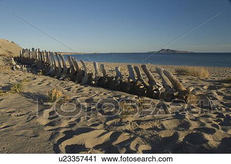 Whale Skeleton View Large Photo Image Stock Image - Whale Skeleton. Fotosearch