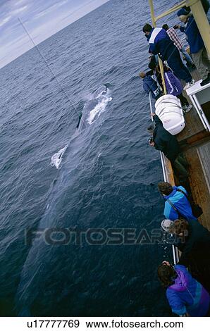 Whale-watchers leaning over a Fin whale (Balaenoptera physalus) as it surfaces (2 of 2 images). Husavik, Iceland View Large Photo Image Stock Photo - Whale-watchers leaning over a Fin whale (Balaenoptera physalus) as it surfaces (2 of 2 images). Husavik, Iceland. Fotosearch