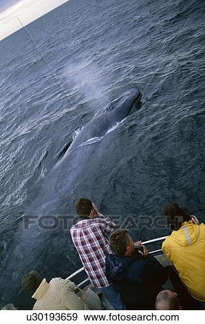 Stock Photo - Whale-watchers photographing a Blue whale (Balaenoptera musculus) as it surfaces close by with the blow visible. Husavik, Iceland. Fotosearch