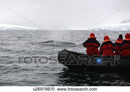 Whale watchers with an adult Humpback Whale (Megaptera novaeangliae) in Wilhelmina Bay, Antarctica. View Large Photo Image Stock Image - Whale watchers with an adult Humpback Whale (Megaptera novaeangliae) in Wilhelmina Bay, Antarctica.. Fotosearch