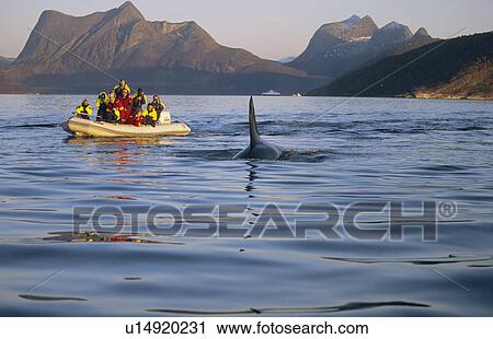 Whale-watching boat (RIB) travelling with a male Killer whale (Orcinus orca) in fjordland, in winter. Tysfojrd, northern Norway. View Large Photo Image Stock Image - Whale-watching boat (RIB) travelling with a male Killer whale (Orcinus orca) in fjordland, in winter. Tysfojrd, northern Norway.. Fotosearch