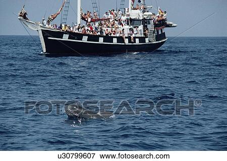 Stock Photo - Whale watching Short finned pilot whale (Globicephala macrorhynchus) Tenerife, Canary Islands, Spain. Fotosearch
