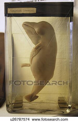Picture - Whaling museum (showing female humpback whale fetus taken from dead mother) at the Grytviken Whaling Station on South Georgia Island, Southern Atlantic Ocean. (rr). Fotosearch