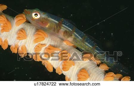 Stock Image - Whip Coral Goby (Bryaninops yongei). Mabul, Sipadan, Borneo, Malaysia, Indo-Pacific. Fotosearch