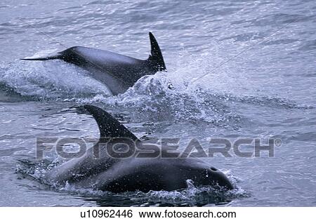 Stock Photograph - White-beaked dolphins (Lagenorhynchus albirostris) surfacing at speed near Reykjavik, Iceland. Fotosearch