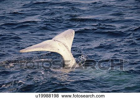 Stock Photo - white calf of southern right whale (Eubalaena australis). South Africa.. Fotosearch