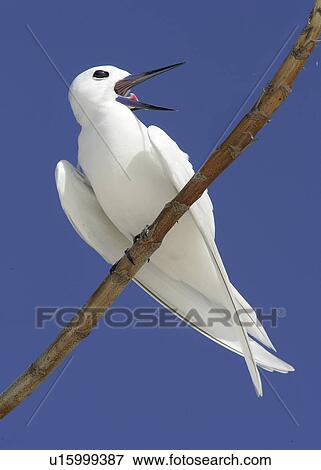 Stock Photo - White / Fairy tern (Gygis alba) resting on branch. Bird Island, Seychelles, Indian Ocean . Fotosearch