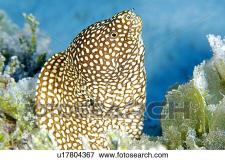 Stock Photo - White mouth Moray (Gymnothorax meleagris) Namu Atoll, Marshall Islands (N. Pacific). Fotosearch