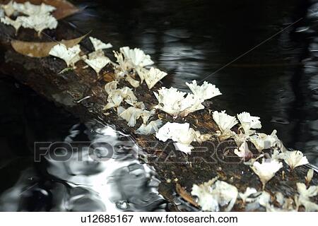White mushrooms growing on tree trunk, Mamiraua sustainable development reserve, Amazonas, Brazil View Large Photo Image Stock Photo - White mushrooms growing on tree trunk, Mamiraua sustainable development reserve, Amazonas, Brazil. Fotosearch