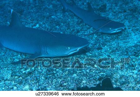 Stock Photograph - White Tip Reef shark (Triaenodon obesus), Sipadan Islands, Borneo, Malaysia.. Fotosearch