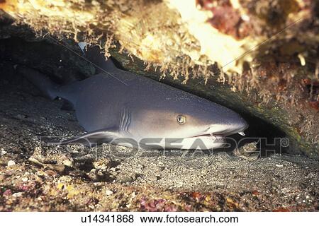 Stock Photo - White-tipped Reef Shark (Triaenodon obesus) resting in a crack. Molokini Crater, Maui, Hawaii, USA. Pacific Ocean.. Fotosearch