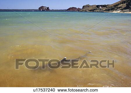 White-tipped Reef Sharks (Triaenodon obesus) foraging in the surf on Bartolome Island in the Galapagos Island Group, Ecuador. Pacific Ocean. View Large Photo Image Stock Image - White-tipped Reef Sharks (Triaenodon obesus) foraging in the surf on Bartolome Island in the Galapagos Island Group, Ecuador. Pacific Ocean.. Fotosearch