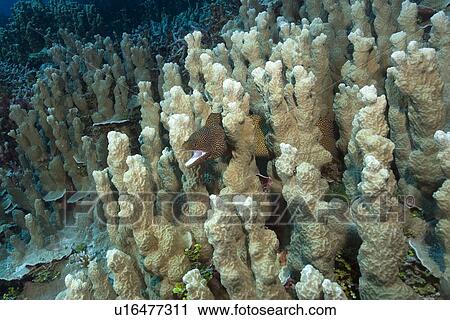 Whitemouth moray, Gymnothorax meleagris, seeks shelter in coral reef, Truk lagoon, Chuuk, Federated States of Micronesia, Pacific View Large Photo Image Stock Image - Whitemouth moray, Gymnothorax meleagris, seeks shelter in coral reef, Truk lagoon, Chuuk, Federated States of Micronesia, Pacific. Fotosearch