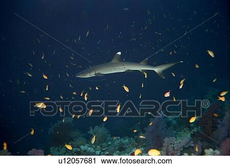 Stock Image - Whitetip reef shark (Triaenodon obesus) with fishing line attached to mouth. Species near threatened. Elphinstone; Marsa Alaam; Red Sea; Egypt.. Fotosearch