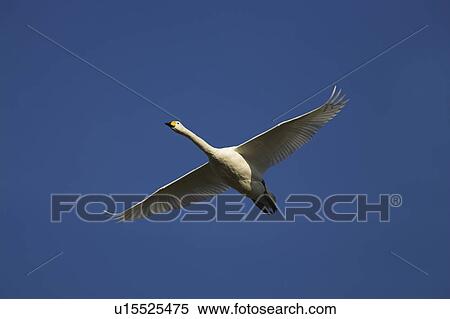 Whooper swan (Cygnus cygnus) in flight. UK View Large Photo Image Stock Photography - Whooper swan (Cygnus cygnus) in flight. UK. Fotosearch