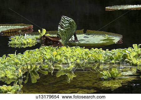 Wild Victoria regia or waterlily, Victoria amazonica, is the largest of all lilies, Mamiraua sustainable development reserve, Amazonas, Brazil View Large Photo Image Picture - Wild Victoria regia or waterlily, Victoria amazonica, is the largest of all lilies, Mamiraua sustainable development reserve, Amazonas, Brazil. Fotosearch