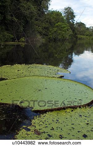 Stock Image - Wild Victoria regia or waterlily, Victoria amazonica, is the largest of all lilies, Mamiraua sustainable development reserve, Amazonas, Brazil. Fotosearch