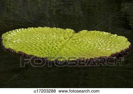 Stock Photo - Wild Victoria regia or waterlily, Victoria amazonica, is the largest of all lilies, Mamiraua sustainable development reserve, Amazonas, Brazil. Fotosearch