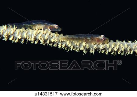 Wire Coral Gobies (Bryaninops yongei) on Wire Coral (Cirripathes anguina) Ailuk atoll, Marshall Islands, Pacific View Large Photo Image Stock Photo - Wire Coral Gobies (Bryaninops yongei) on Wire Coral (Cirripathes anguina) Ailuk atoll, Marshall Islands, Pacific. Fotosearch