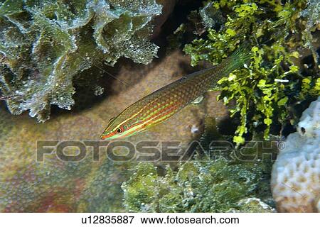 Stock Photo - Wrasse, Halichoeres sp., Namu atoll, Marshall Islands (N. Pacific). Fotosearch