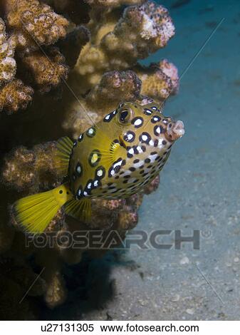Yellow boxfish (Ostracion cubicus). Na'ama Bay, Sharm El Sheikh, South Sinai, Red Sea, Egypt. View Large Photo Image Stock Photography - Yellow boxfish (Ostracion cubicus). Na'ama Bay, Sharm El Sheikh, South Sinai, Red Sea, Egypt.. Fotosearch