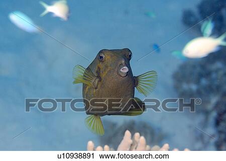 Yellow boxfish, Ostracion meleagris, Rongelap, Marshall Islands, Micronesia View Large Photo Image Stock Image - Yellow boxfish, Ostracion meleagris, Rongelap, Marshall Islands, Micronesia. Fotosearch