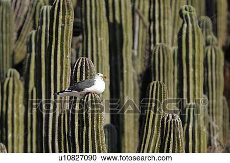 Yellow-footed Gull (Larus livens) on cardon cactus on Isla San Esteban in the upper Gulf of California (Sea of Cortez), Mexico. View Large Photo Image Stock Image - Yellow-footed Gull (Larus livens) on cardon cactus on Isla San Esteban in the upper Gulf of California (Sea of Cortez), Mexico.. Fotosearch