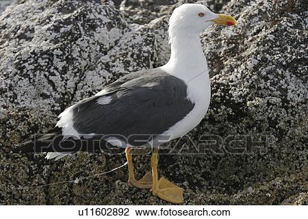 Yellow-footed Gull (Larus livens) with a fishing hook and line embedded in its leg in the Gulf of California (Sea of Cortez), Mexico. This species is enedemic to the Gulf of California. View Large Photo Image Stock Image - Yellow-footed Gull (Larus livens) with a fishing hook and line embedded in its leg in the Gulf of California (Sea of Cortez), Mexico. This species is enedemic to the Gulf of California.. Fotosearch