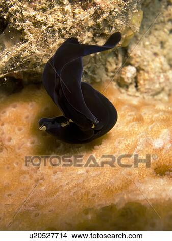 Yellow lip shield slug couple, mating (Chelidonura flavolobata). Na'ama Bay, Sharm El Sheikh, South Sinai, Red Sea, Egypt. View Large Photo Image Picture - Yellow lip shield slug couple, mating (Chelidonura flavolobata). Na'ama Bay, Sharm El Sheikh, South Sinai, Red Sea, Egypt.. Fotosearch
