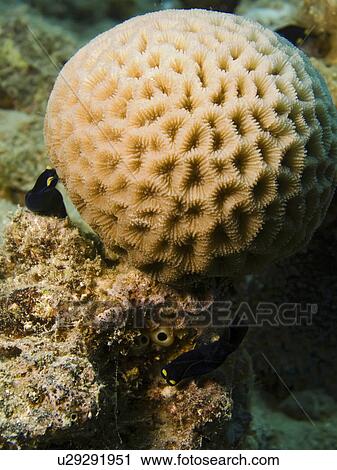 Stock Image - Yellow lip shield slugs (Chelidonura flavolobata). Na'ama Bay, Sharm El Sheikh, South Sinai, Red Sea, Egypt.. Fotosearch