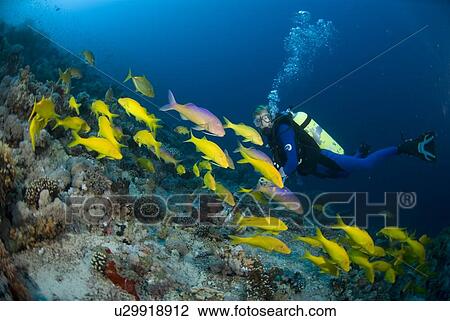 Yellow-saddle Goatfish (Parupeneus cyclostomus), large school of yellow fish swimming over tropical coral reef and Scuba Diver, Red Sea, Egypt View Large Photo Image Stock Image - Yellow-saddle Goatfish (Parupeneus cyclostomus), large school of yellow fish swimming over tropical coral reef and Scuba Diver, Red Sea, Egypt. Fotosearch