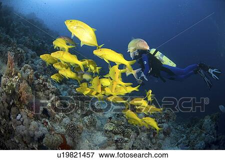 Stock Photo - Yellow-saddle Goatfish (Parupeneus cyclostomus), large school of yellow fish swimming over tropical coral reef and Scuba Diver, Red Sea, Egypt. Fotosearch